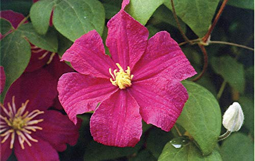 Clématite Barbara Harrington C4L