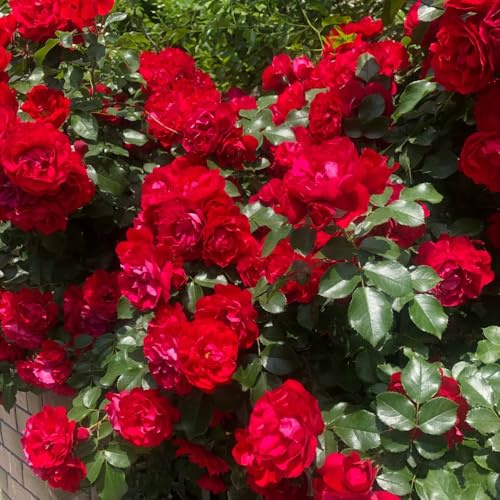 Semi di rose rampicanti, decorazione soggiorno semi di da balcone resistenti regali per gli amanti del giardino semi di da balcone serre 100pcs