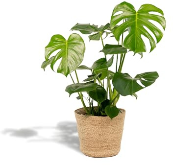 Monstera Deliciosa – 80 cm – Ø 21 cm inkl. korg Selin – trendig inomhusväxt med stora fönsterblad – luftrenande tropisk växt i en naturlig flätad korg