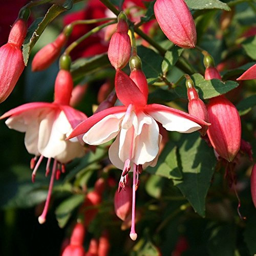 Fuchsia Alice Hoffman - Outdoor Plants Garden Ready - Gorgeous Flowering Upright Garden Shrub - Hardy Plant for Pots, Containers, Flower Beds and Borders (3 Litre Pot, 20-40cm)