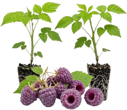 Set 2 Glencoe Raspberry Plants Live for Planting, 4-8 Inch Tall, Sweet Fruits, Thornless Raspberry Bushes Live Plant for Home Garden