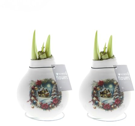 Bloomique - 2er Set - Amarylliszwiebel in Wachs - Weihnachtshaus - Weihnachtsdeko - Blumenzwiebel - 15-25 cm hoch bei Lieferung - Wächst auf 40-60 cm