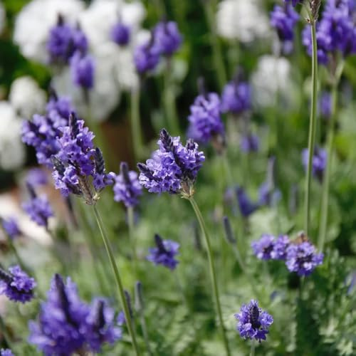 Semi di lavanda, resistenti all'inverno, Aiule rialzate per da giardino primaverili, 400pcs