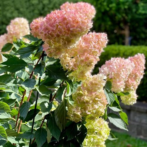 semi resistenti di ortensia a pannocchia - rampicanti, appartamento, per giardino interno 180pcs