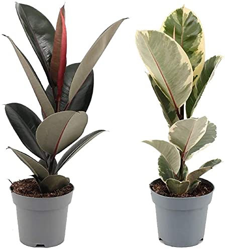Pack Ficus Tineke Variegata y Ficus Abidjan Plantas de Interior Naturales Ficus Elastica Robusta