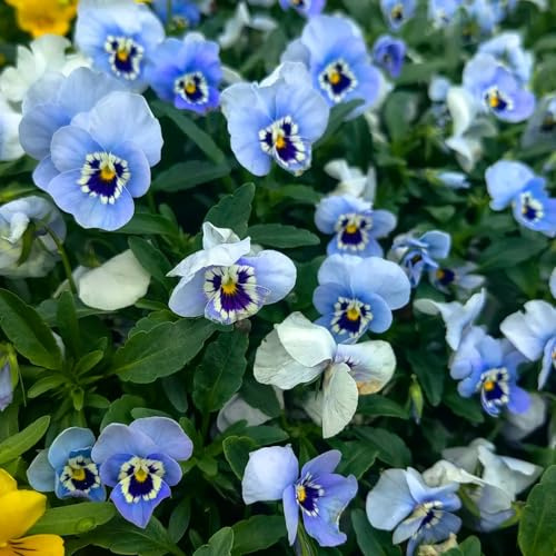 semi di viola del pensiero resistenti - perenne giardino all'esterno decorazione 300pcs