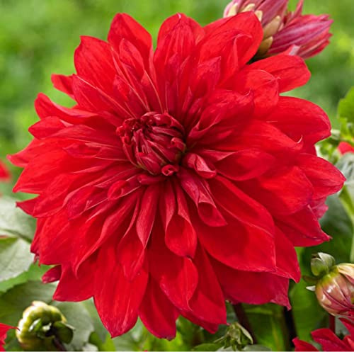 Dahlia Dinnerplate Babylon Red - Dahlia Tubers for Planting, Easy to Grow Dahlia Bulbs, Large Double Blooms Dahlia (2 Pack)
