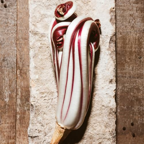 semi di cicoria, varietà antiche di radicchio invernali, rustiche per l'orto da orto, aiuola rialzata 200pcs
