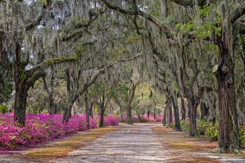 ART.COM Wall Photographic Print Rural road with azaleas and live oaks lining roadway, Bonaventure Cemetery, Savannah, Georgia by Adam Jones, 36 x 24