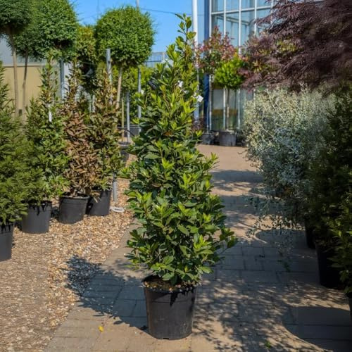 Alloro Laurus nobilis pianta aromatica sempreverde da siepe in vaso ø32 cm h. 150 cm circa Vivaio di Castelletto