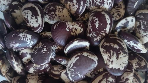 SEMI FAGIOLO LIMA (FAGIOLO DEL PAPA)