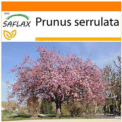 SAFLAX - Garden in the Bag - Japanska Körsbärsblommor - 30 Frön - Med underlag i en passande resväska - Prunus serrulata
