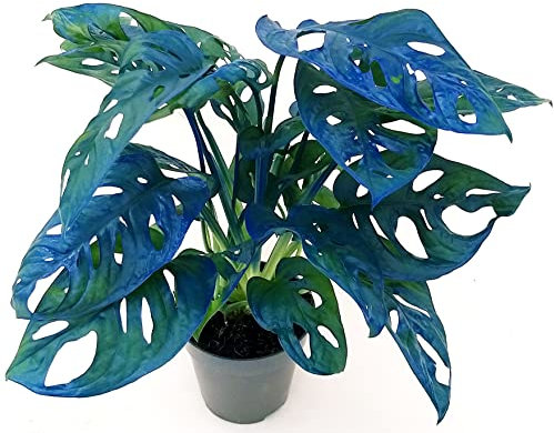 POWERS TO FLOWERS - MONSTERA OBLIQUA MONKEY COLOR LIFE BLU, PHYLODENDRON, pianta vera