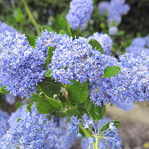 Lilas de Californie impressus 'Victoria' – Ceanothus impressus 'Victoria' 40-60 cm pot | Arbuste persistant, floraison bleu foncé, idéal haie & jardin côtier