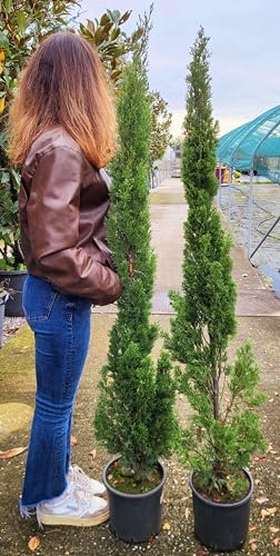 POWERS TO FLOWERS - CIPRESSO A PIRAMIDE DA VIALE, CIPRESSO TOSCANO, VASO 20CM DIAMETRO, ALTEZZA MINIMA 150cm, 2 PIANTE, piante vere