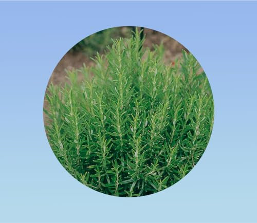 graines ROMARIN 0,1 gramme soit environ 70 graines - Rosmarinus officinalis - AROMATIQUE