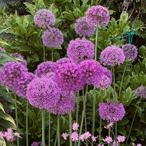 Bulbi di Allium Giganteum - bulbi Allium resistenti - per luoghi soleggiati decorazione da giardino per esterni da giardino roccioso 12pcs