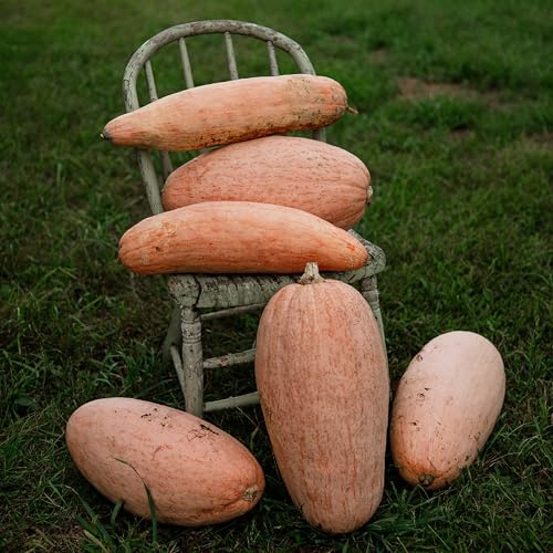 Pink Banana Winter Squash - 25 Seeds - Heirloom & Open-Pollinated Variety, Non-GMO Vegetable Seeds for Planting Outdoors in The Home Garden, Thresh Seed Company