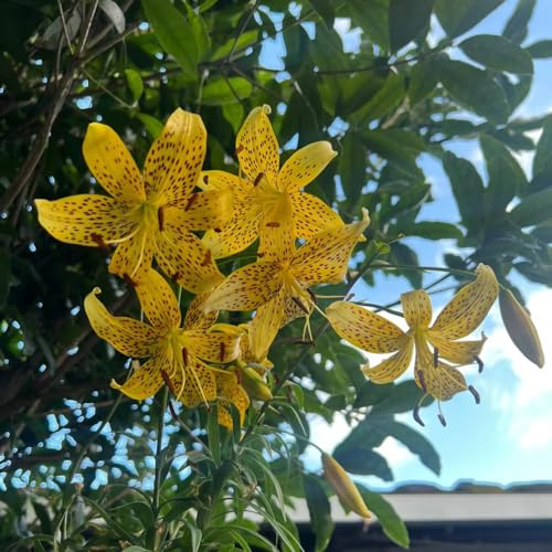 bulbi di giglio - d'appartamento esotiche decorazioni giardino 12pcs