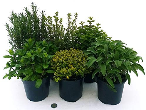 POWERS TO FLOWERS - 6 AROMATICHE BIO: ROSMARINO, TIMO LIMONE, SALVIA, MAGGIORANA, ORIGANO, MENTA MOJTO, piante vere