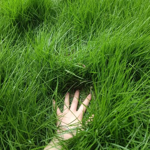 semillas de césped - orgánicas Variedades antiguas resistentes 1000pcs