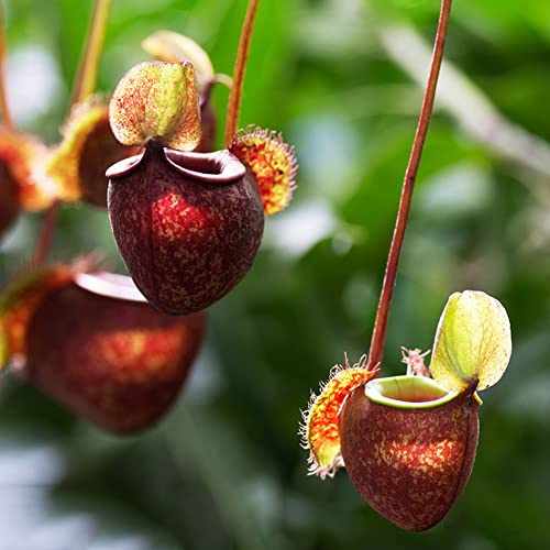 Nepenthes-kannenpflanze, grünpflanzen steingartenpflanzen winterhart fleischfressende zimmerpflanzen kräutergarten bio alte sorten 200Samen