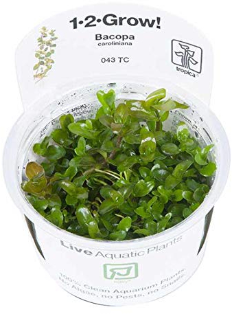 Tropica Bacopa Carolina 1-2-Grow!