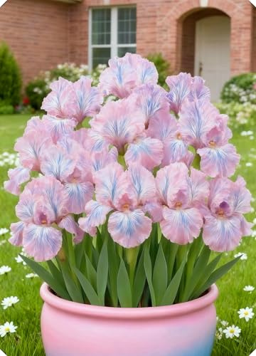 Gli iris sono versatili - Perfetti per creare decorazioni romantiche.-4Bulbi-B