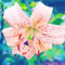 Bulbi Di Giglio-Giglio Bulbi Gigli In Vendita Lilium Bulbi Giganti Giglio Bulbi Asiatico,Piantagione Di Bonsai-8bulbi-d
