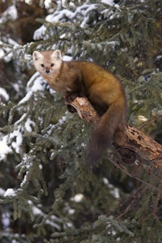 Posterazzi Marten Caught In Leg Trap On Hutinana Creek Near Manley Alaska Interior Winter Poster Print, (11 x 17)