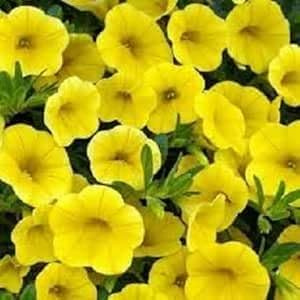Neue, frische 50 Stück Petunien-Blumensamen