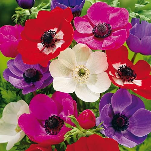 30 Anémones 'De Caen Mix' Bulbes à Fleurs d'Été en Paquet Très Grand - Plantes Prêtes pour les Parterres de Fleurs, Pots, Conteneurs