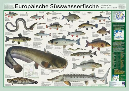 Europäische Süsswasserfische Poster, deutsch DIN A1 Planet Poster Editions