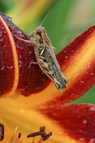 Grasshopper on a Daylily Flower Journal: 150 page lined notebook/diary