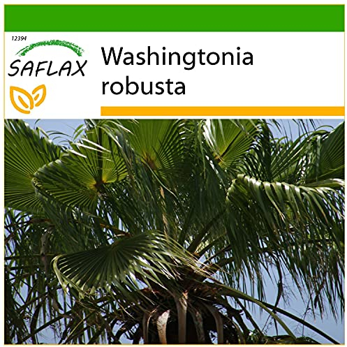 SAFLAX - Washingtonia Fächerpalme - 12 Samen - Mit keimfreiem Anzuchtsubstrat - Washingtonia robusta