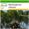 SAFLAX - Washingtonia Fächerpalme - 12 Samen - Mit keimfreiem Anzuchtsubstrat - Washingtonia robusta