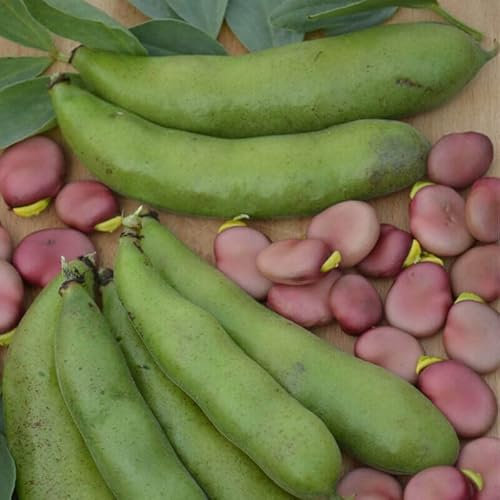 20 Graine Graines - Fève 'Karmazyn' – Vicia Faba Var. Major - Fleur Fruit Légume Jardin - 221
