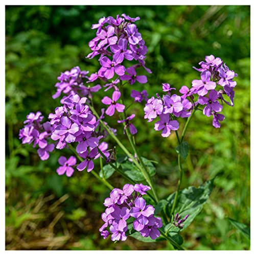 Everwilde Farms - 1 Lb Dame's Rocket Wildflower Seeds - Gold Vault