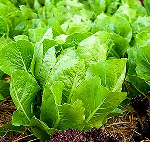 Buy4seeds Organic Lettuce Romaine Parris Island COS 600 Seeds Easy to Grow