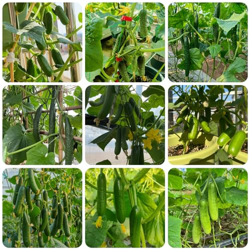 semillas de pepino variedades antiguas - resistentes orgánicas 120pcs