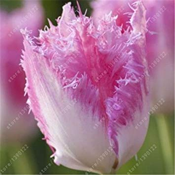 Fash Lady Echte Tulpenzwiebeln, Tulpeblume, (Nicht Tulpensamen), Blumenzwiebeln symbolisiert Liebe, tulipanes Blumenanlage für Gartenpflanzen -2 Birnen 12