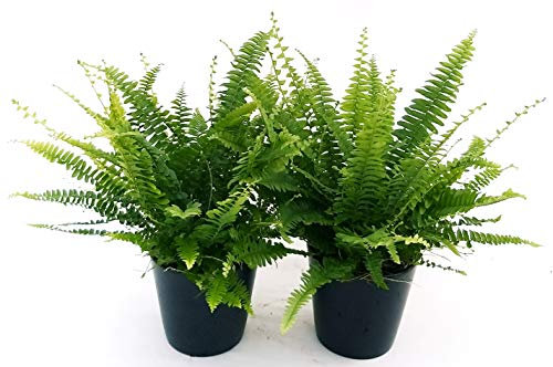 POWERS TO FLOWERS - FELCE DA INTERNO 2 PIANTE, PIANTE PURIFICA ARIA, vaso 12 cm, piante vere