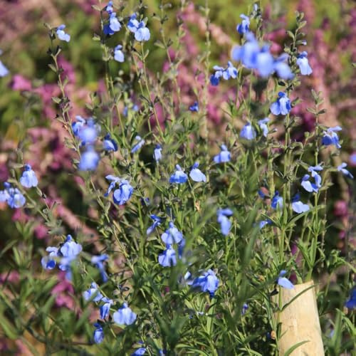 salvia - Salvia greggii - Cama elevada, resistentes en macetass de jardín resistentes semillas orgánicas de silvestres primavera silvestres 400semillas