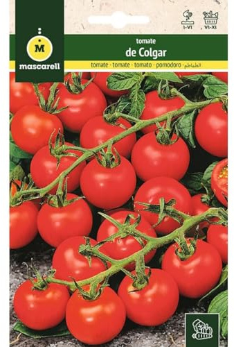 Mascarell Semillas, TOMATE, Semillas Huerto, TOMATE DE COLGAR, Crea tu Propio Huerto Urbano y Cultivo en Casa, Plantas Hortícolas, 1 Gramos