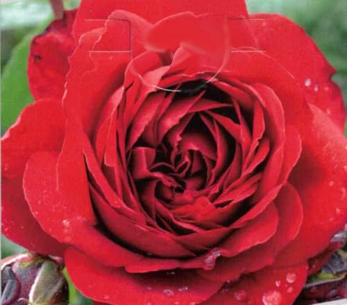 Kletterrose Belkanto ® - samtrot - Noack Rosen