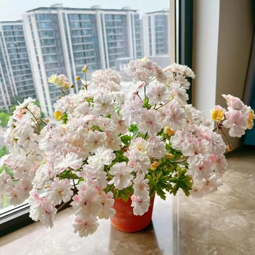 500 pcs geranien samen hängend mehrjährig, Geranie, bienenwiese saatgut mehrjährig winterhart, pflanzensamen geranien pflanzen echt (Pelargonium hortorum) wiesenblumen samen, balkonpflanzen