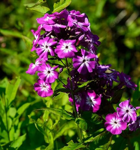 Hohe Flammenblume Wenn schon denn schon - Phlox Paniculata - lebende Gartenpflanze aus den Baumschulen