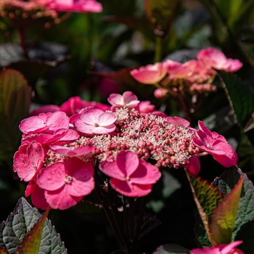 Plant in a Box - Ortensia - Hydrangea paniculata 'Dare Devil' - Altezza 25-40cm - ⌀19cm