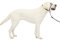 PetSafe Gentle Leader Hundekopfhalsband, die ultimative Lösung gegen Ziehen, leitet das Ziehen des Hundes um, für einfachere Spaziergänge, hilft dir, die Kontrolle wiederzuerlangen, Größe L, Anthrazit