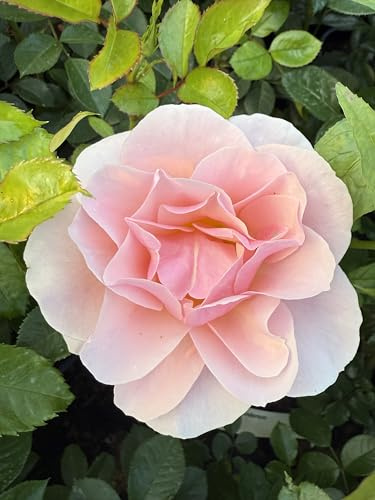 ‘Françoise Jose Budd’ – 4L Potted Floribunda Rose - Apricot Pink Blooms – Lovely Gift Idea